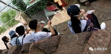 娱乐吃瓜小分队,揭秘娱乐圈幕后故事