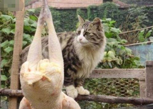 娱乐吃瓜酱猫抢鸡仔,猫界“抢鸡仔”大战，萌态百出！